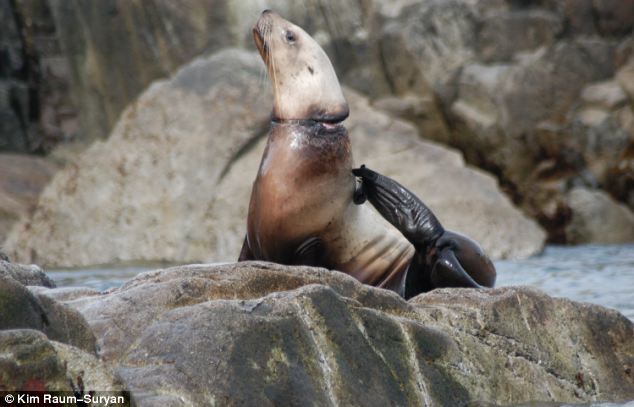 foca ferita foto