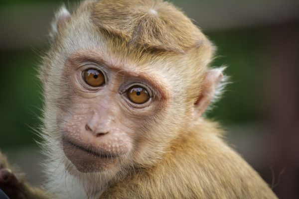 900 scimmie pronte per la vivisezione