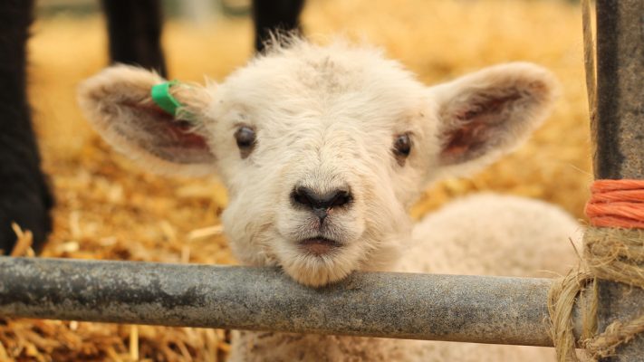agnello