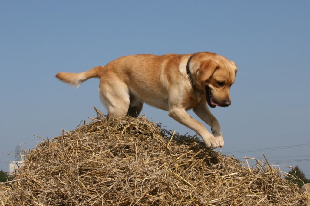 cane labrador