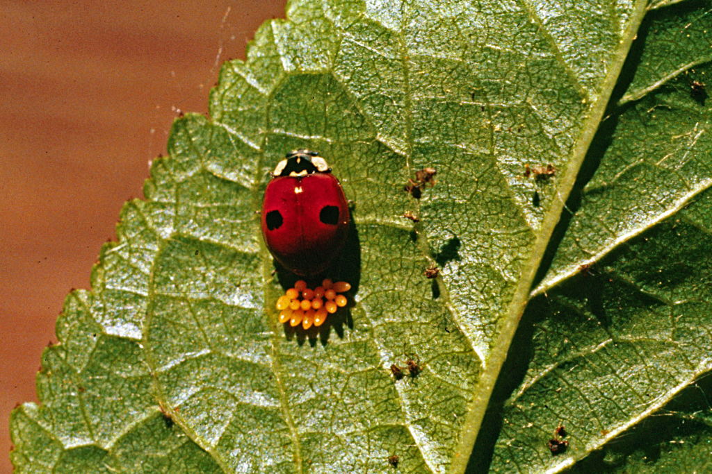 COCCINELLE Adalia_bipunctata