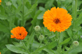 fiori utili calendula