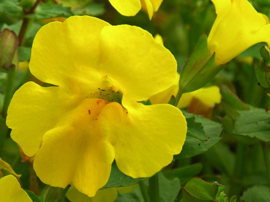 Mimulus