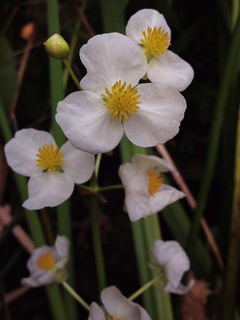 Sagittaria latifolia