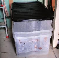 compostiera fai da te lombrichi