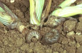 larve di nottua orto di giugno