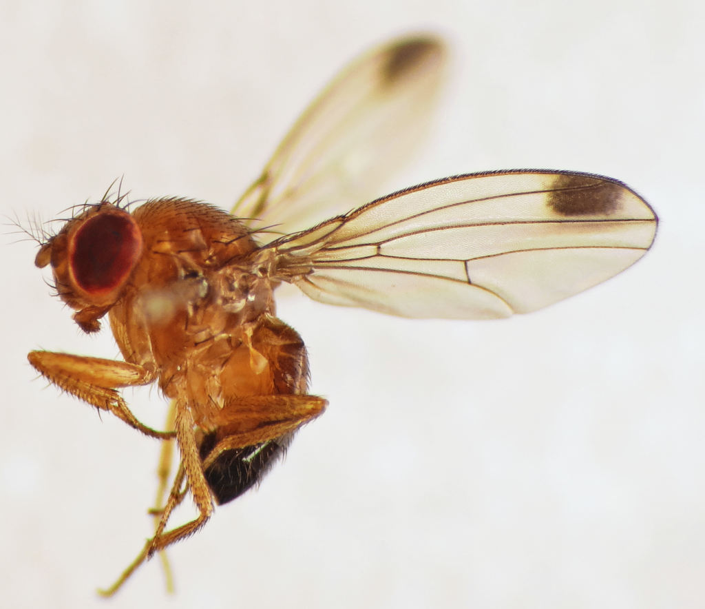Drosophila_suzukii
