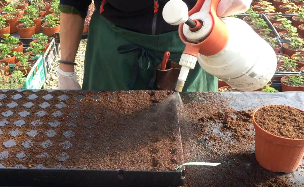 erbe aromatiche semina