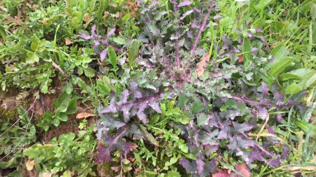 erbe selvatiche commestibili di Febbraio