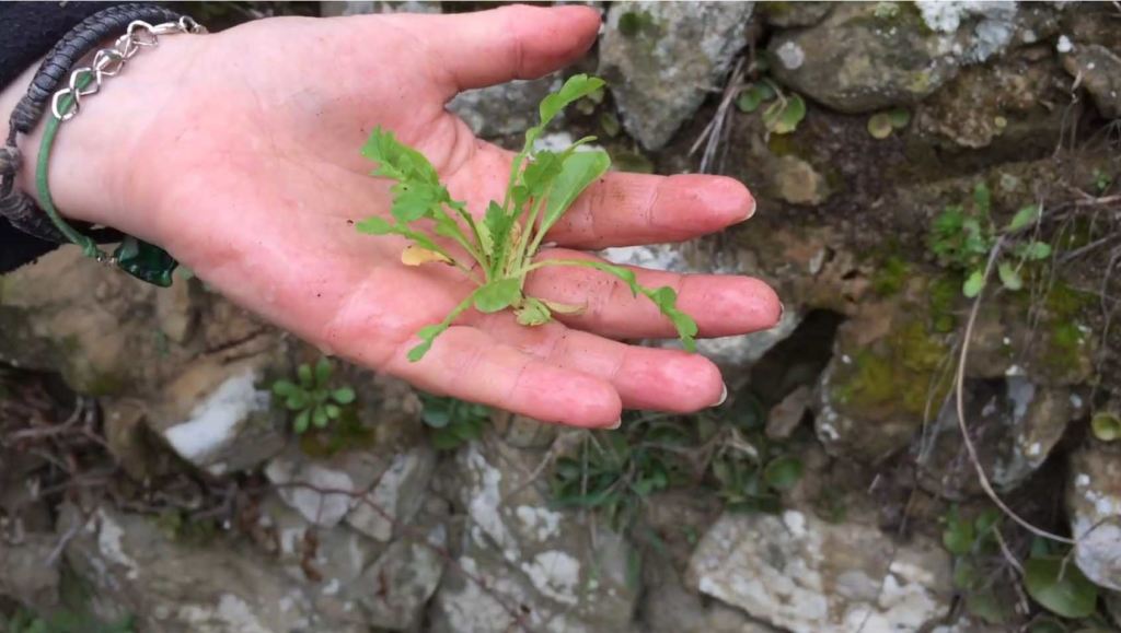 erbe selvatiche commestibili di Febbraio papavero