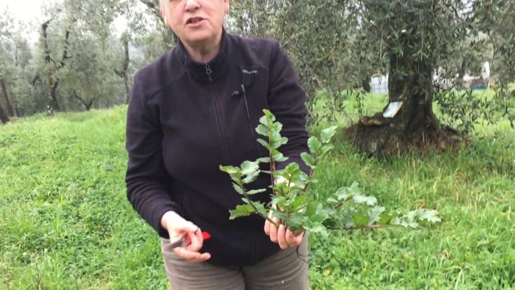 erbe selvatiche commestibili di Febbraio rafano