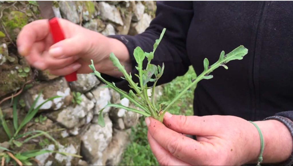 erbe selvatiche commestibili di Febbraio romolaccio 2
