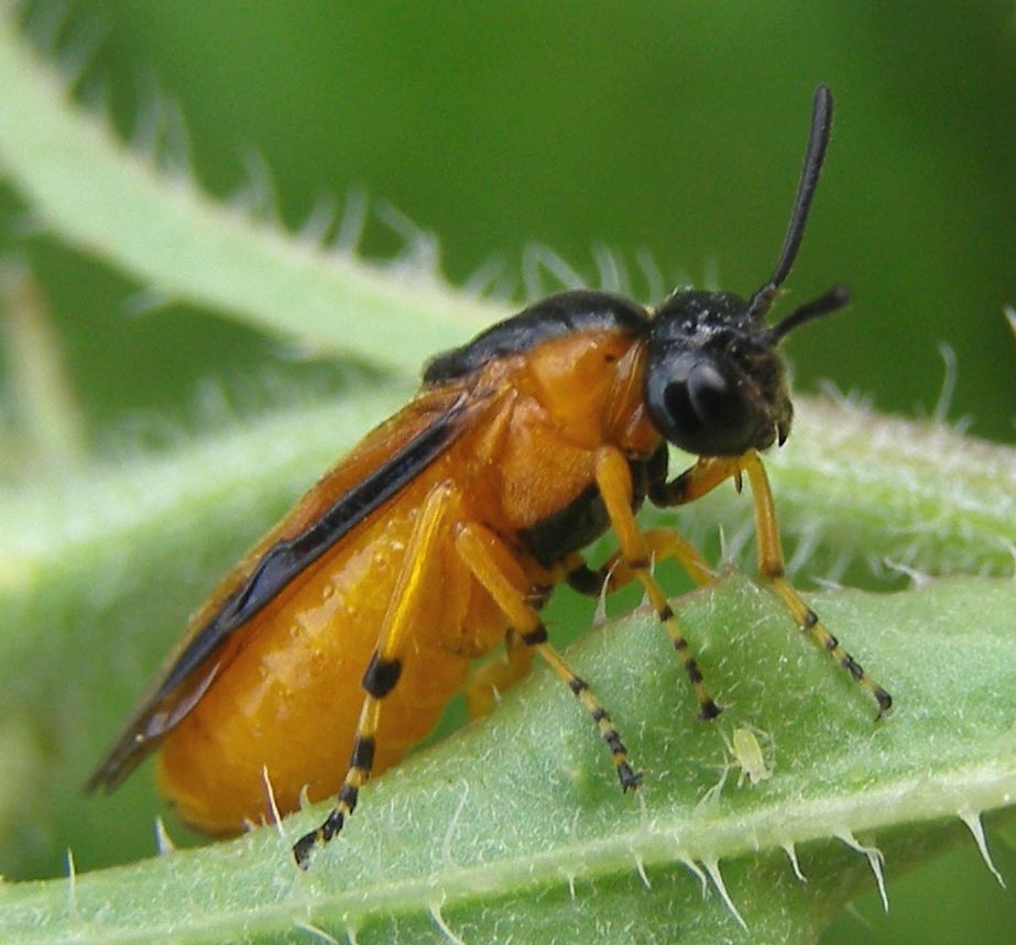Femmina di Argida madre dei bruchi della rosa