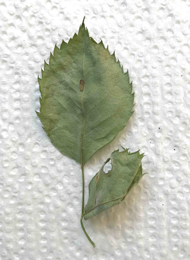 Essiccamento dei bruchi della rosa