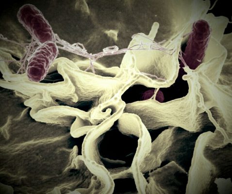 salmonella foto