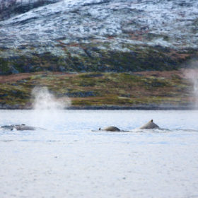 Gli incendi nel circolo polare artico potrebbero aver continuato a bruciare sotto la copertura invernale e non essere notate