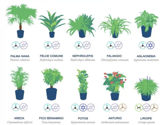 10 piante anti inquinamento in casa