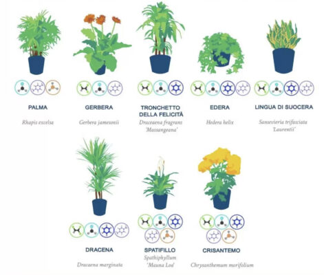 10 piante anti inquinamento in casa