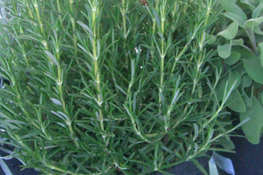 1257347137aromatiche.JPG