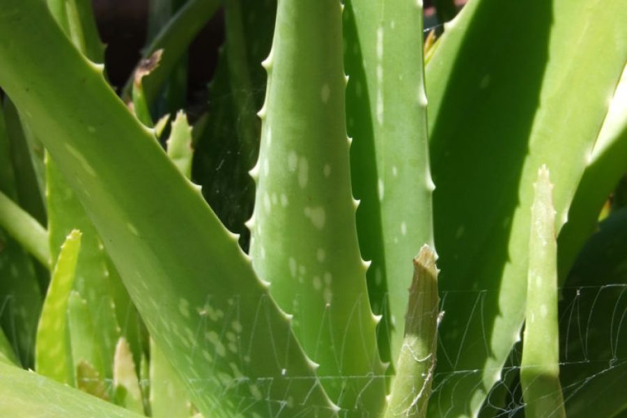 1258656424Aloe_Vera_with_web.jpg