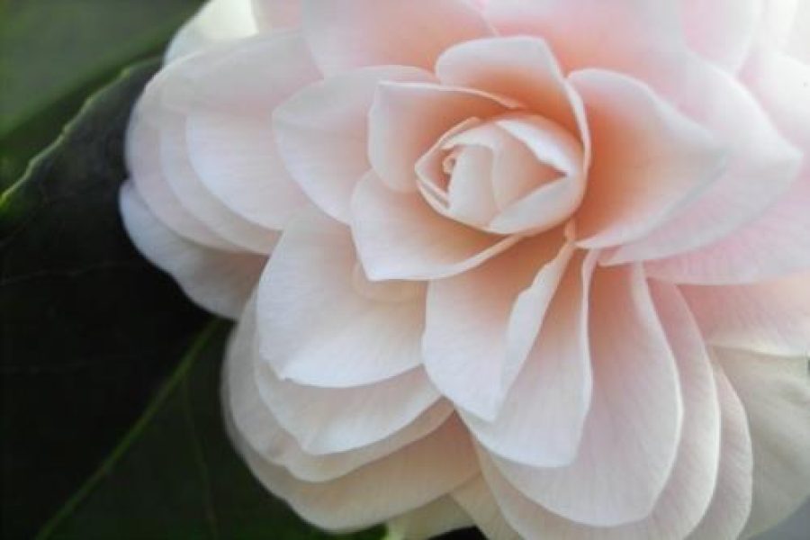 1268328428camelia.jpg