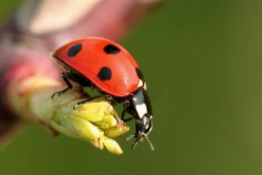 1280935040coccinella.jpg