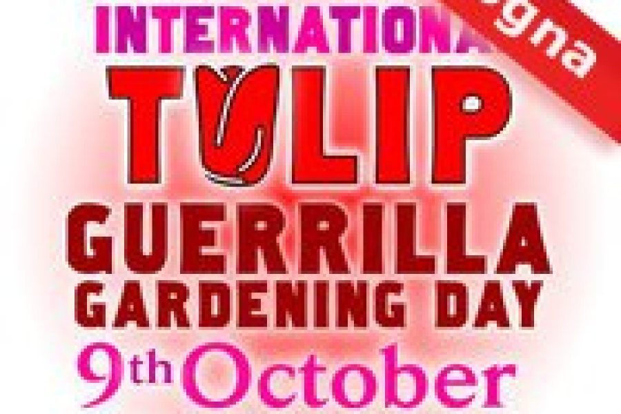 1286558290tulip.jpg