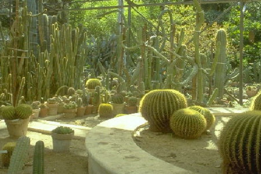 1294235990Orto_botanico.jpg