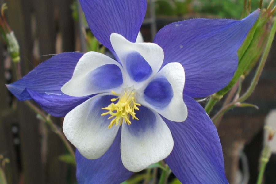aquilegia