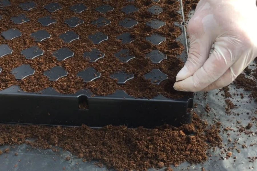 erbe aromatiche semina