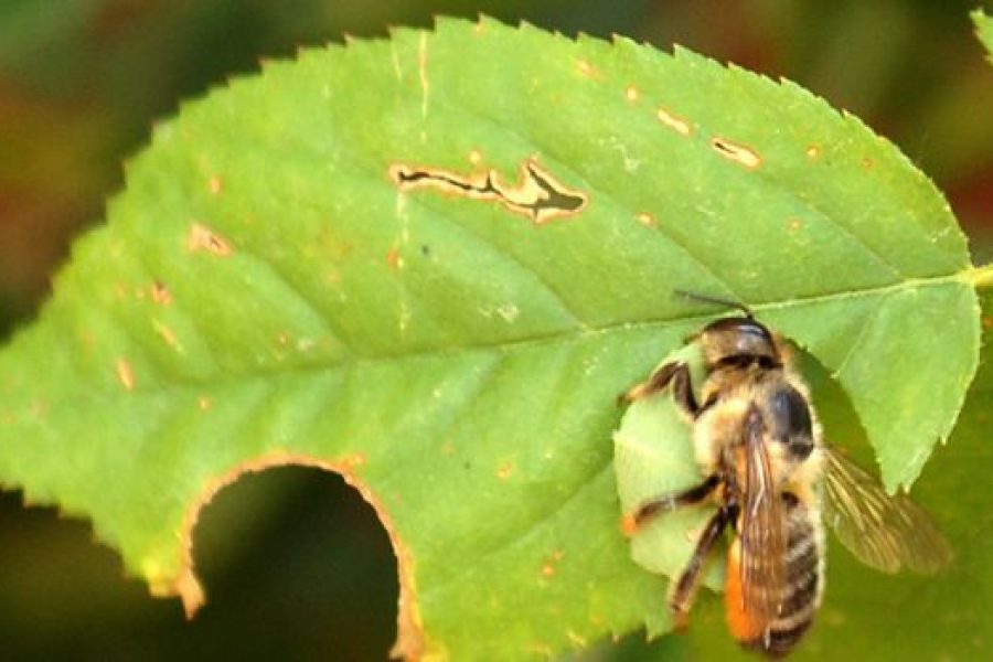 ape tappezziera riproduzione vietata