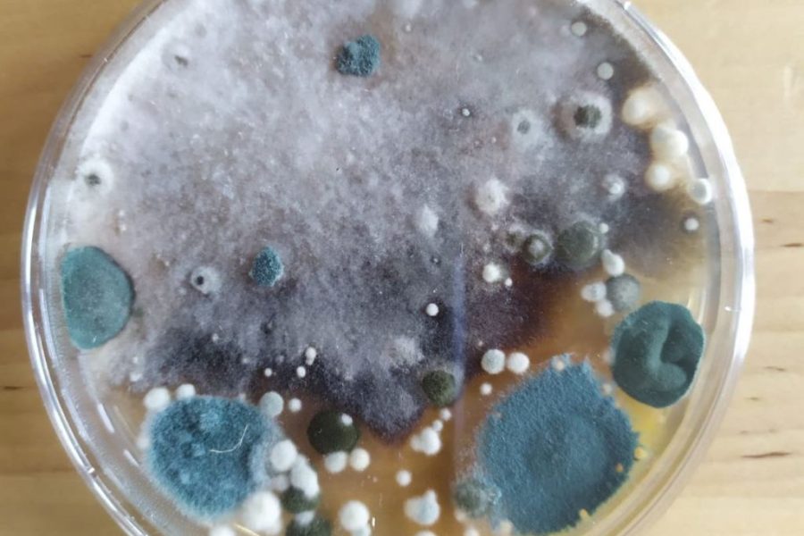 muffa in casa rimedi naturali