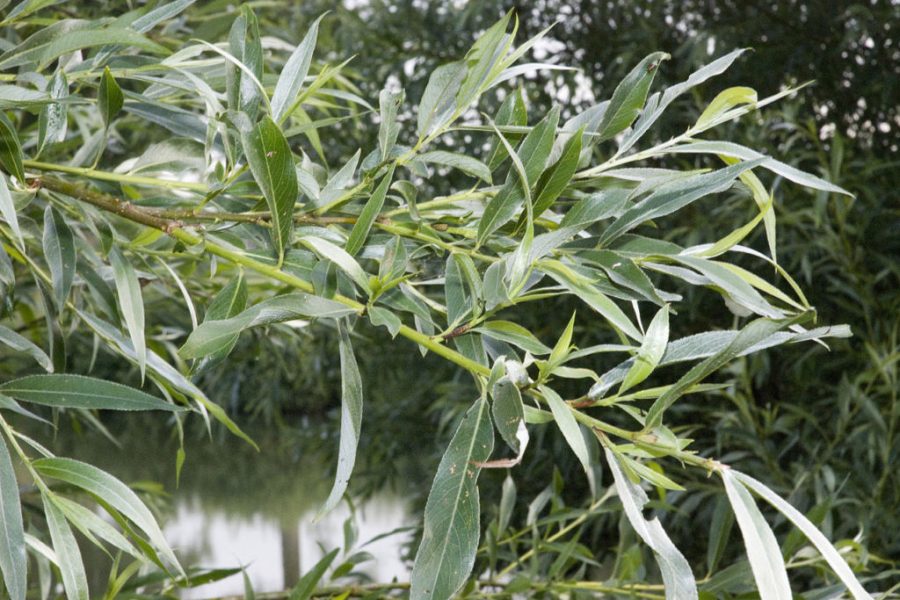 ASPIRINA NATURALE salix alba