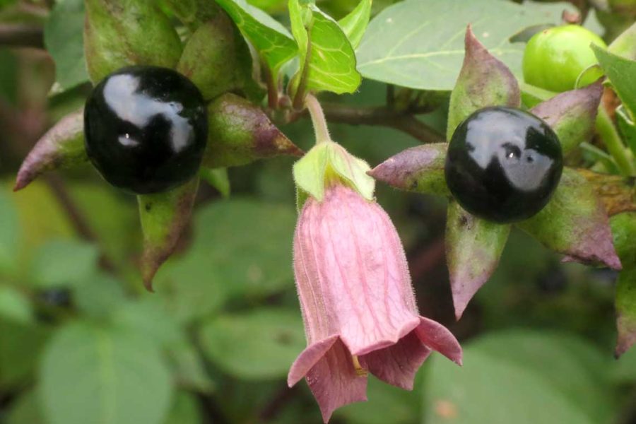 Belladonna
