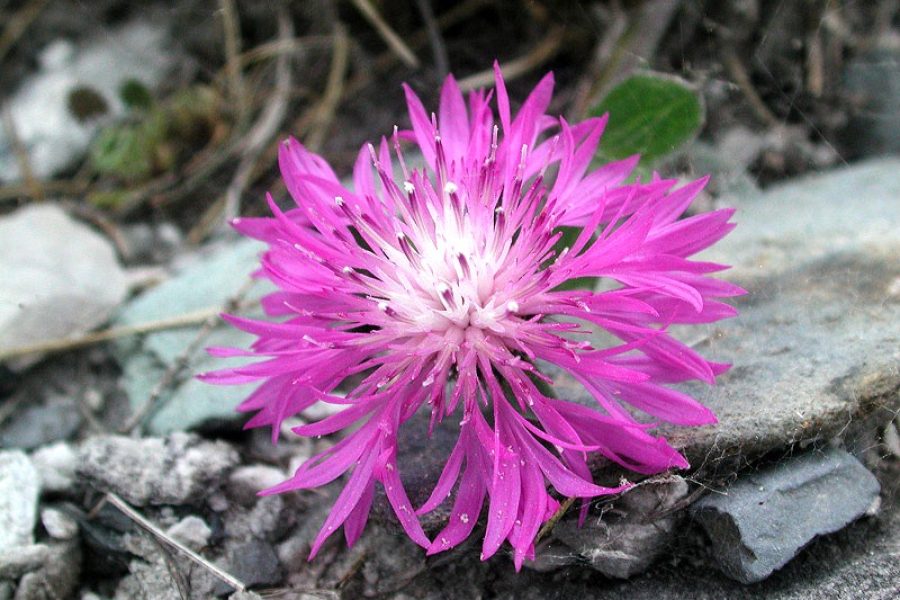 Centaurea_montisborlae_foto_di_Giuliano_Salvai.jpg