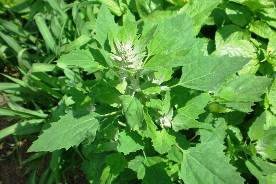 Chenopodium_Album_spinacio_selvatico.JPG