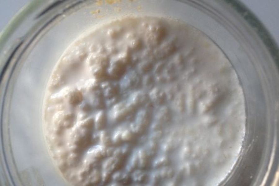 kefir-di-latte