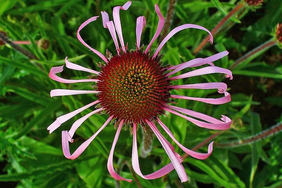 Echinacea