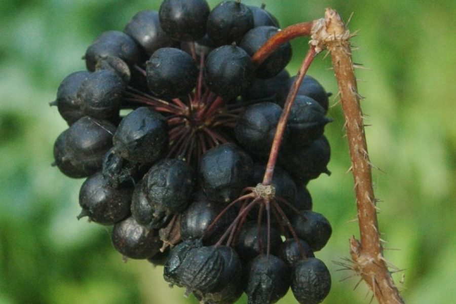 ELEUTEROCOCCO PIANTA