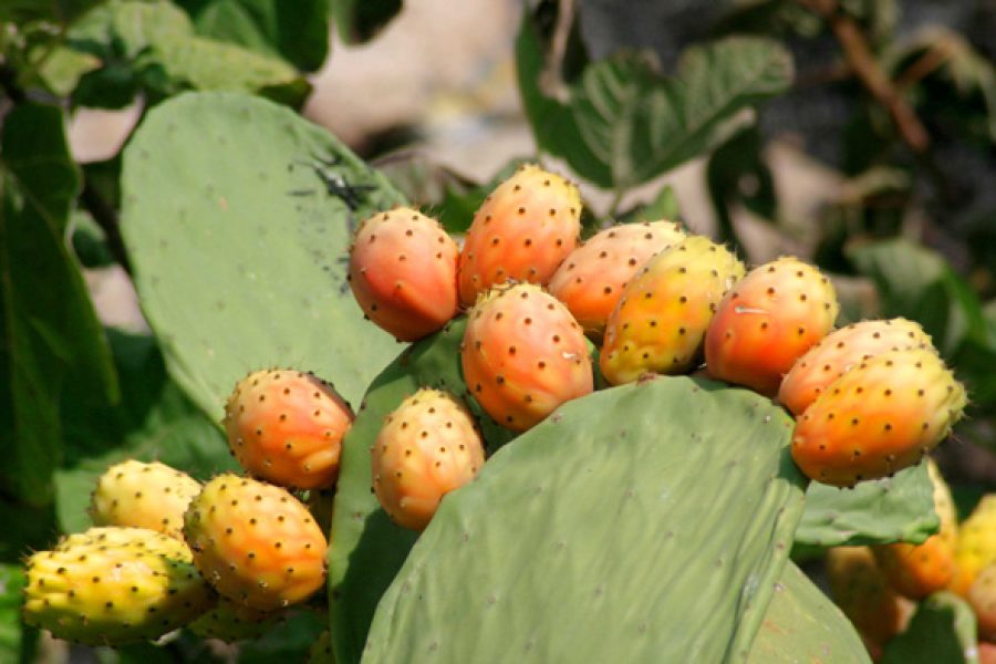 FICHI D’INDIA: DAL CACTUS MARMELLATA E SCIROPPO