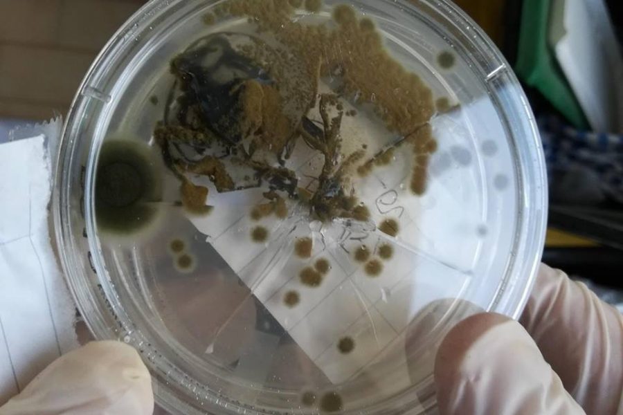 Foto 08-08-19, 12 33 31