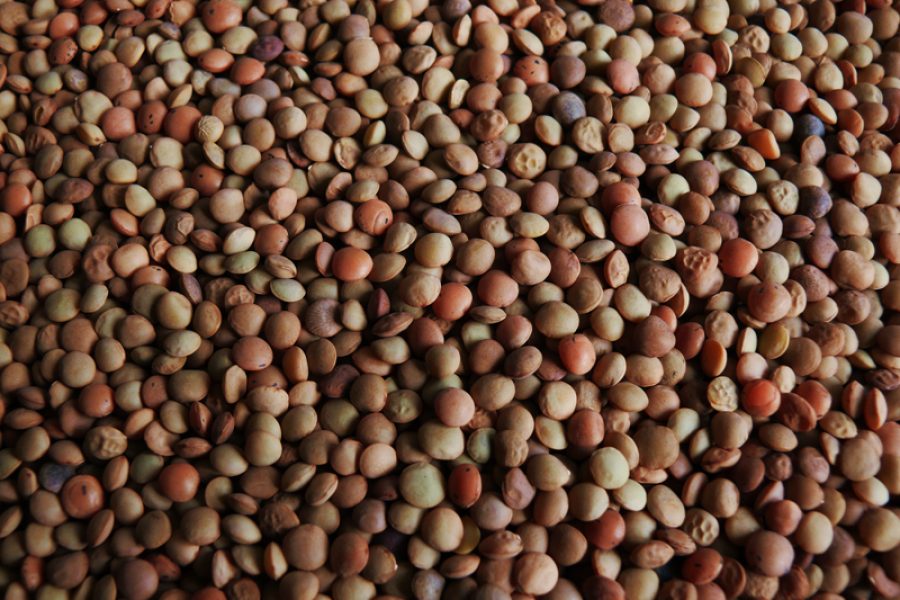 Lenticchie_z01