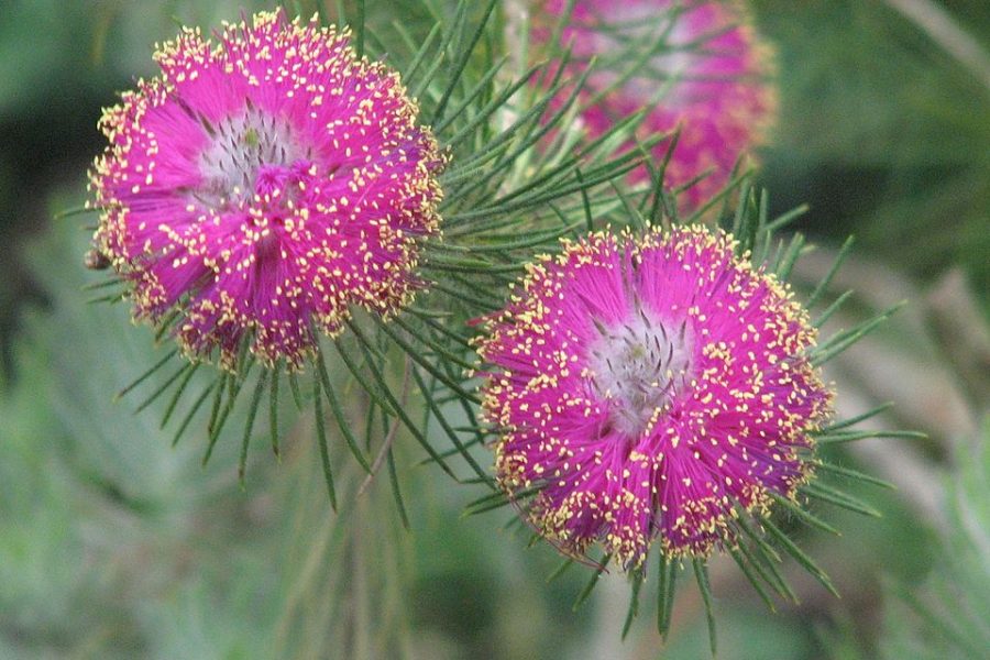 Melaleuca