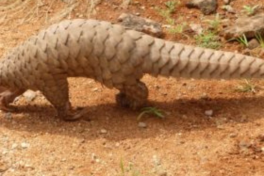 Finalmente le squame del Pangolino sono state rimosse dall’elenco dei medicinali della medicina tradizionale cinese. Un grande passo avanti per la tutela di questo animaletto