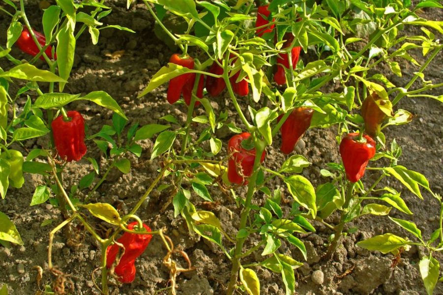 Peperoncino