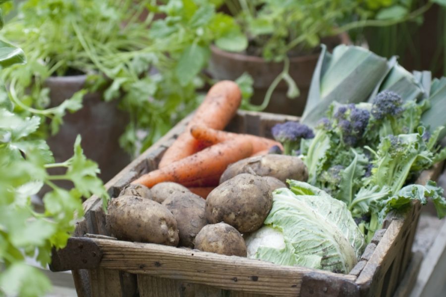 come creare sinergie nell'orto