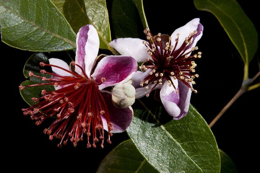 Feijoa sellowiana