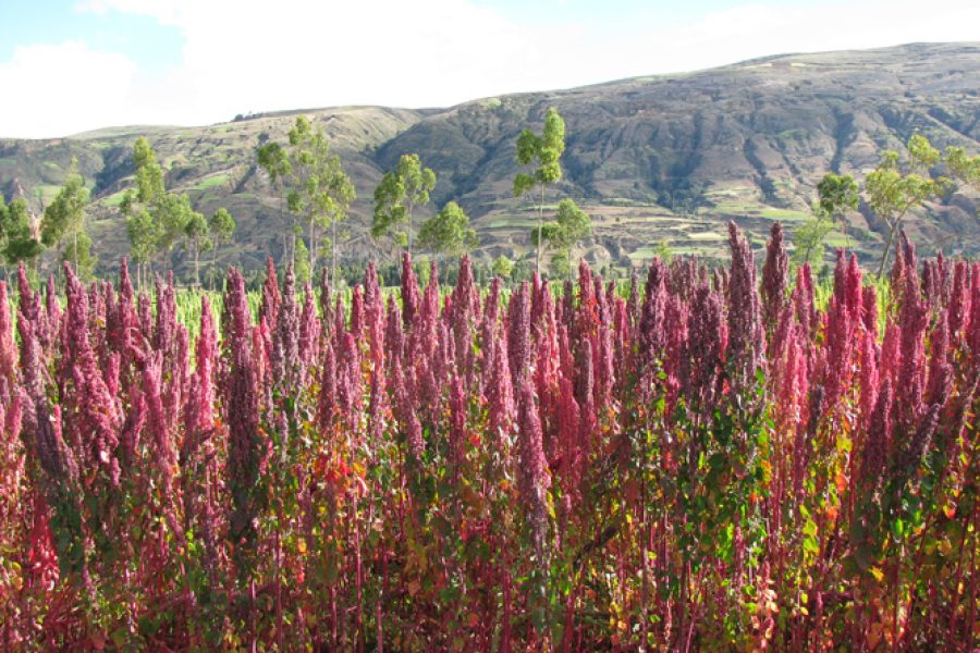 quinoa