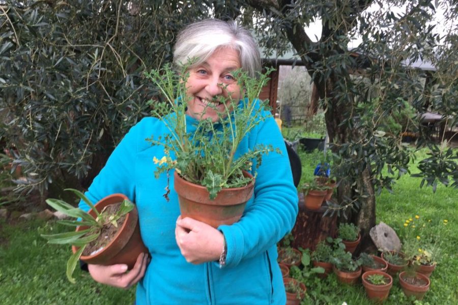 Semina del peperoncino