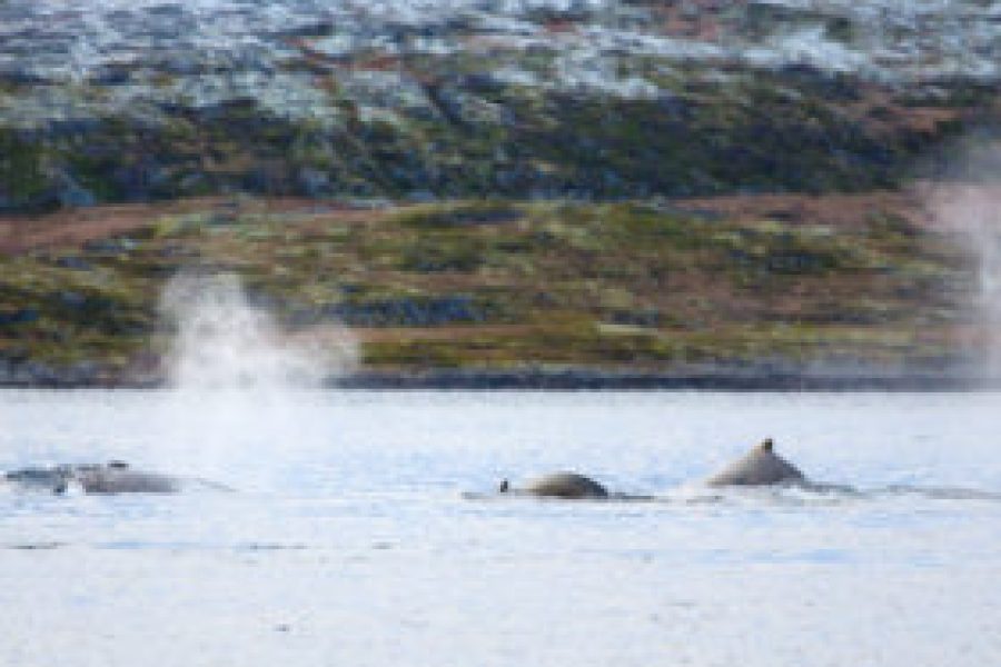 Gli incendi nel circolo polare artico potrebbero aver continuato a bruciare sotto la copertura invernale e non essere notate